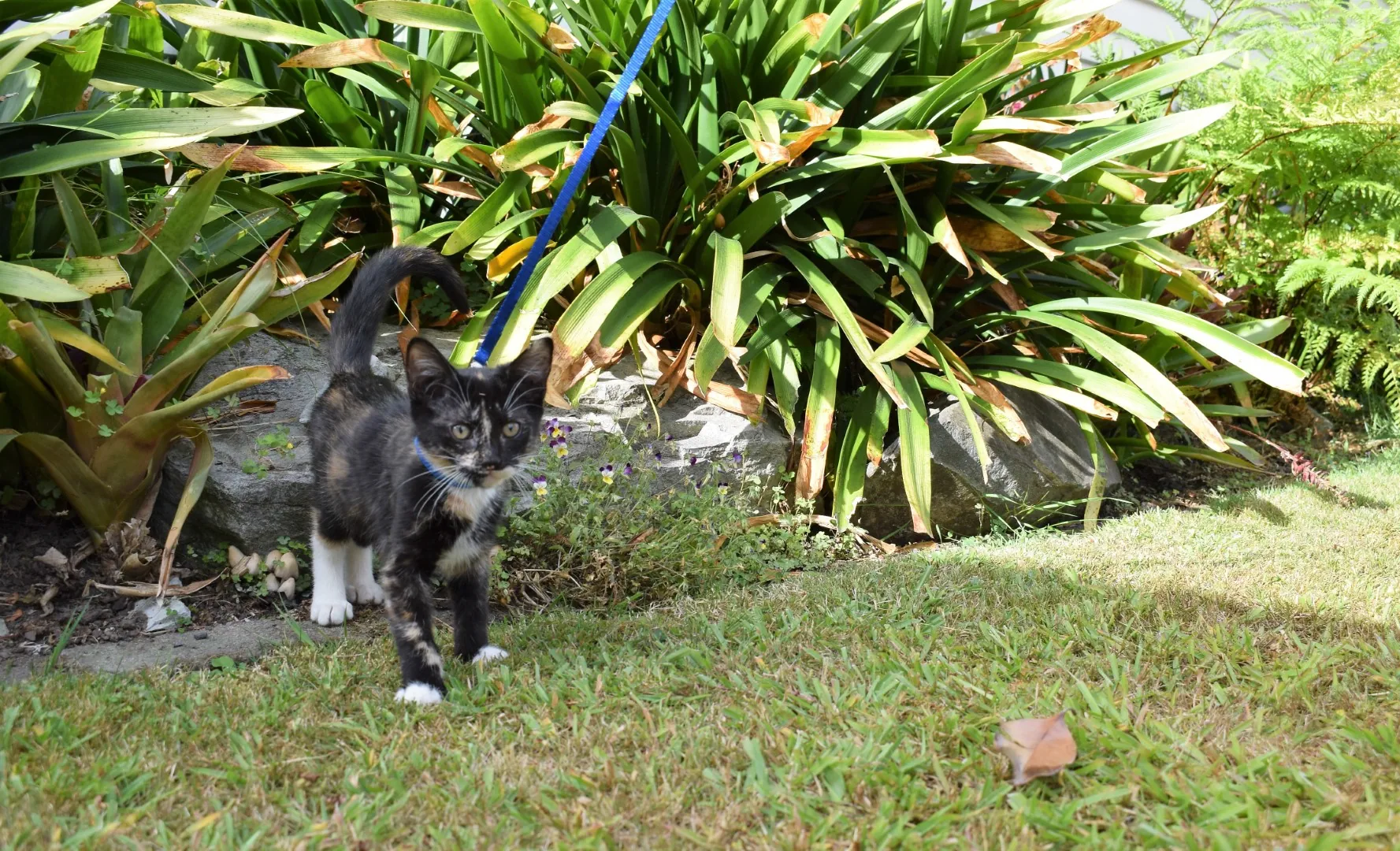 Ferne explores the garden   big girl 8 feb 2020 (2)